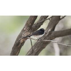 Small black and white bird on branch, side view.