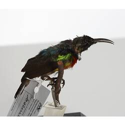 Blue-green bird specimen mounted on branch viewed from side.