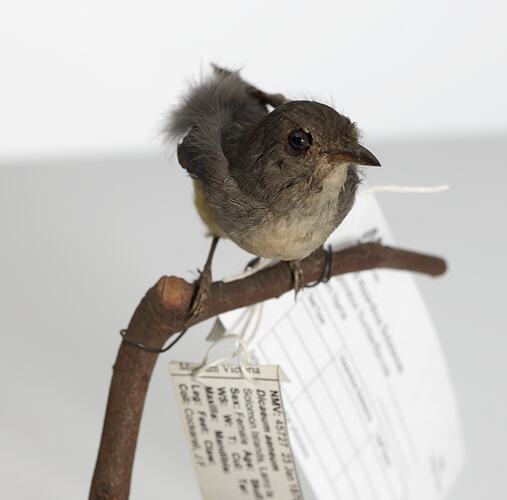 Front view of small bird specimen with labels mounted on branch.