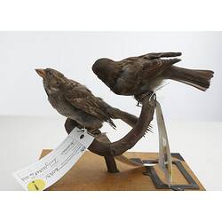 Two taxidermied sparrows mounted on a branch, with labels.