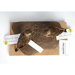 Two mounted brown birds with labels viewed from above.