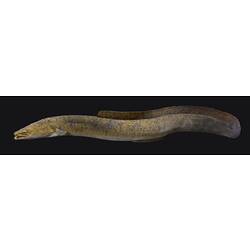 Long thin yellow-brown eel.