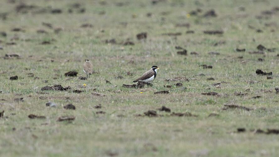 Banded Lapwing.