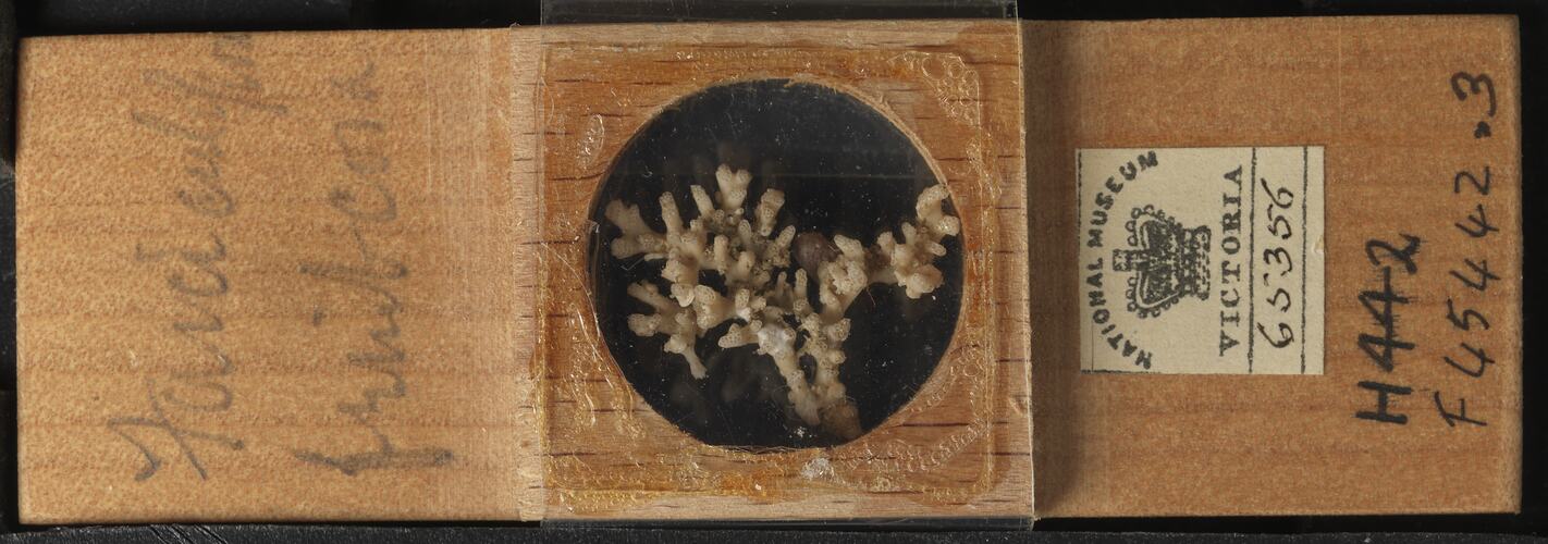 Bryozoan specimen in wooden microslide with handwritten labels.