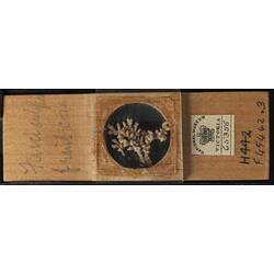 Bryozoan specimen in wooden microslide with handwritten labels.