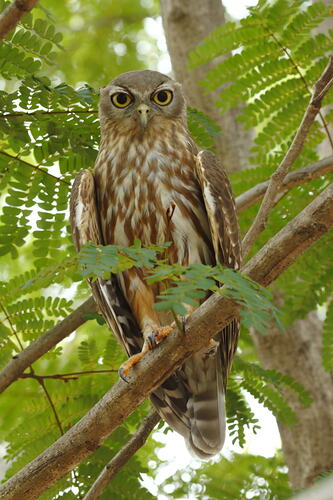 Brown and white owl sitting on branch in tree.