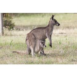 Female kangaroo with joey in pouch, standing on hindlegs.