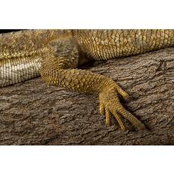 Detail of hind foot of brown-yellow lizard.