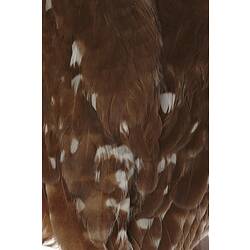 <em>Ninox connivens</em>, Barking Owl, mounted specimen. Registration no. C 7105.