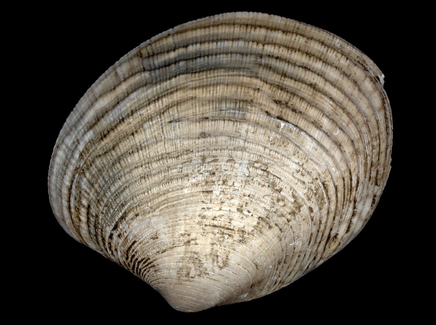 886459-medium.jpg