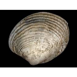 Ribbed white-brown bivalve valve, exterior view.