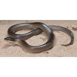 <em>Parasuta nigriceps</em> (Günther, 1863), Mitchell's Short-tailed Snake