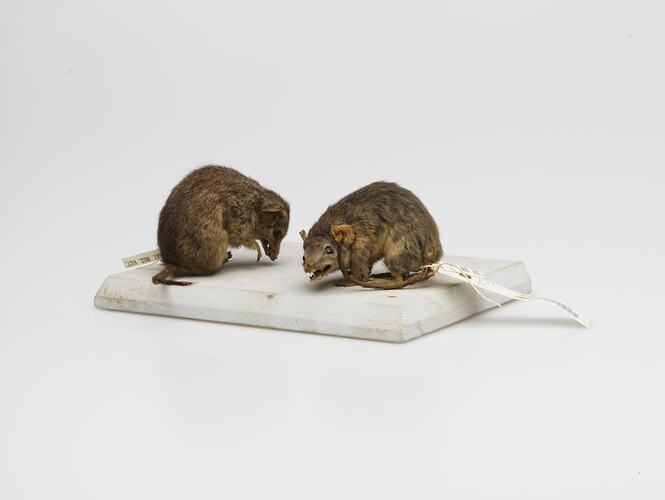 Two taxidermied antechinus specimens mounted on board.