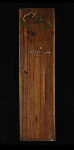 Timber Sample - Red Bloodwood, Eucalyptus gummifera, Victoria, 1885