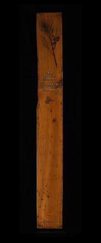 Timber Sample - Port Jackson Pine, Callitris rhomboidea, Victoria, 1885