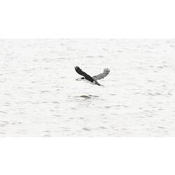 Black and white bird in flight.