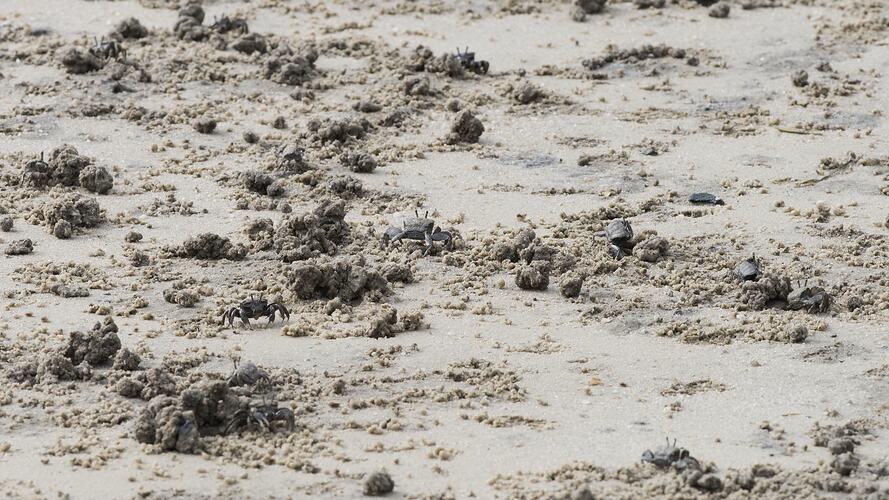 Dark crabs on sand.