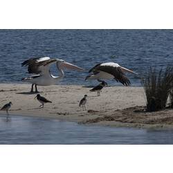 <em>Pelecanus conspicillatus</em>, Australian Pelican. Gippsland Lakes, Victoria.