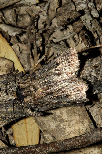 <em>Persectania dyscrita</em>, moth. Murray Explored Bioscan.
