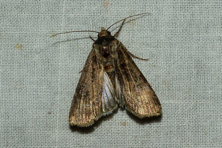 <em>Agrotis emboloma</em>, Owlet moth. Murray Explored Bioscan.