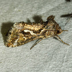 <em>Chrysodeixis argentifera</em>, Tobacco Looper Moth. Murray Explored Bioscan.