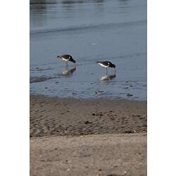 <em>Haematopus longirostris</em>, Pied Oystercatcher. Gippsland, Victoria.