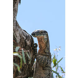 Large lizard with pink throat climbing tree.
