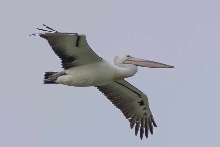 Pelican in flight.