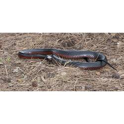 Black snake with red underside on ground.
