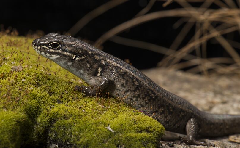 Side view of skink on mossy rock.