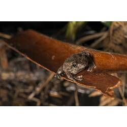 Grey-brown frog on damp vegetation.